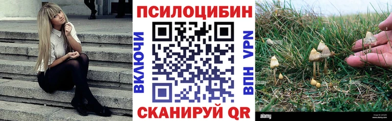 Галлюциногенные грибы Psilocybe  где продают наркотики  Учалы 